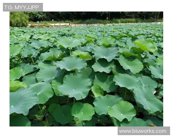 舞动人生的节奏与梦想王秀英的街舞故事与心路历程